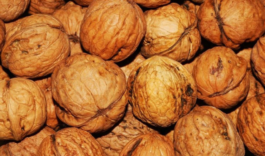 Harvest and prices for Moldovan walnuts are 10-20% higher than last year