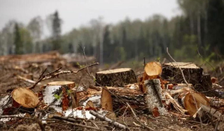 200 million euros allocated for reforestation