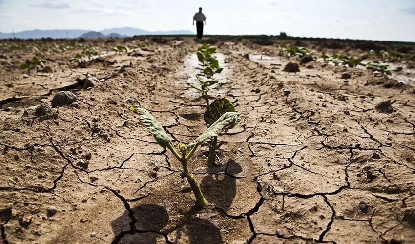 ФАО: 1,7 млрд человек столкнулось с проблемой низкой урожайности из-за деградации почв