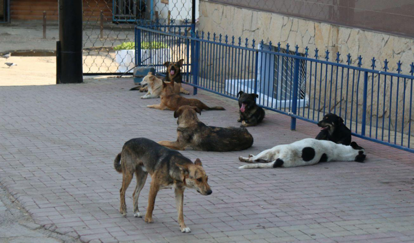 Chisinau tries to solve the problem of stray dogs