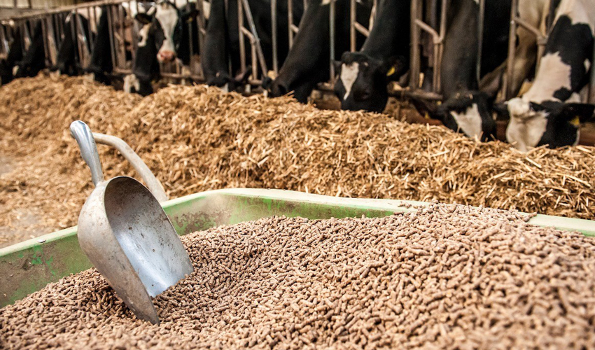 Feed and derivatives turnover: cheap exports, expensive imports