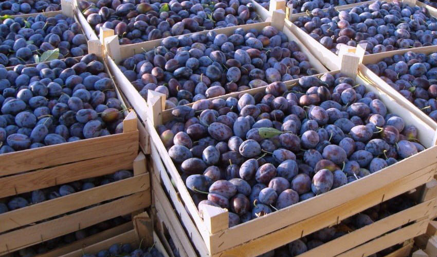 В октябре слива экспортировалась активно и по хорошей цене