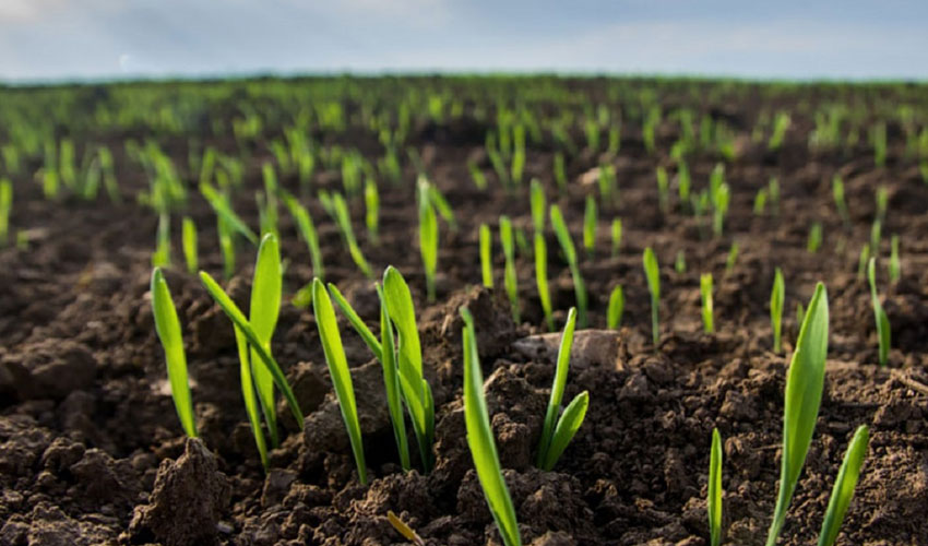 Фермеры не успевают с посевом озимой пшеницы