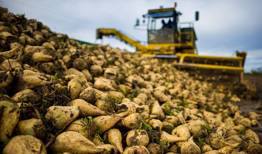 Уборка сахарной свеклы растянется на январь