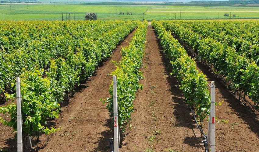 Se preconizează investiții de aproape 100 de milioane de dolari în cultivarea strugurilor de masă
