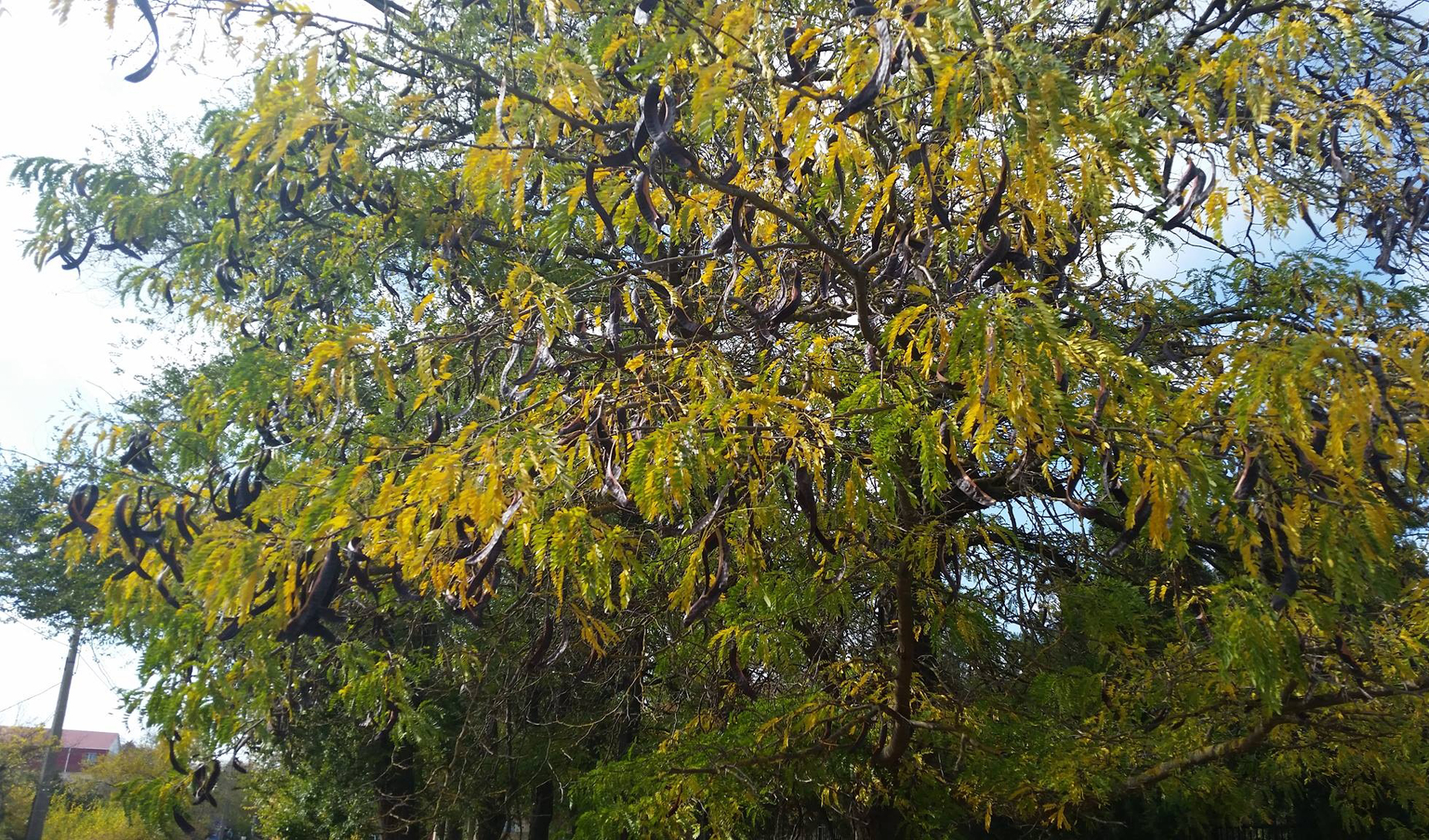 Eco-activists against the expansion of acacia plantations