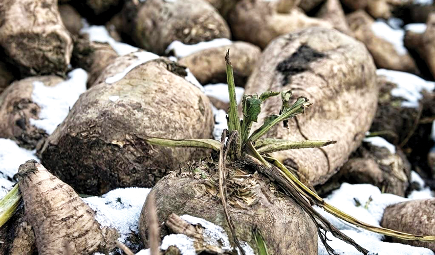 Sugar market: how to find a balance of interests