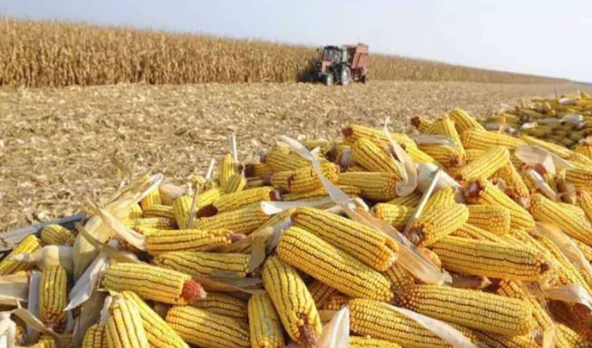 Рост цен на кукурузу скромный, но стабильный