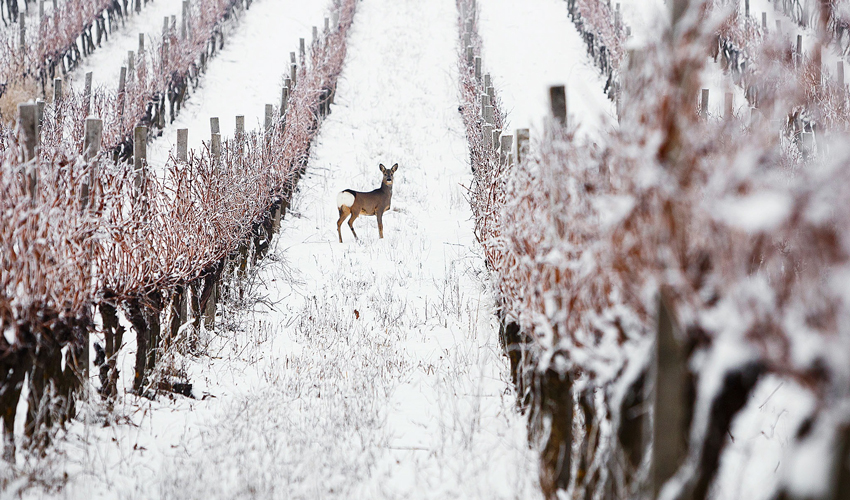 Podgoriile din Ucraina se numără printre TOP-50 cele mai frumoase din lume