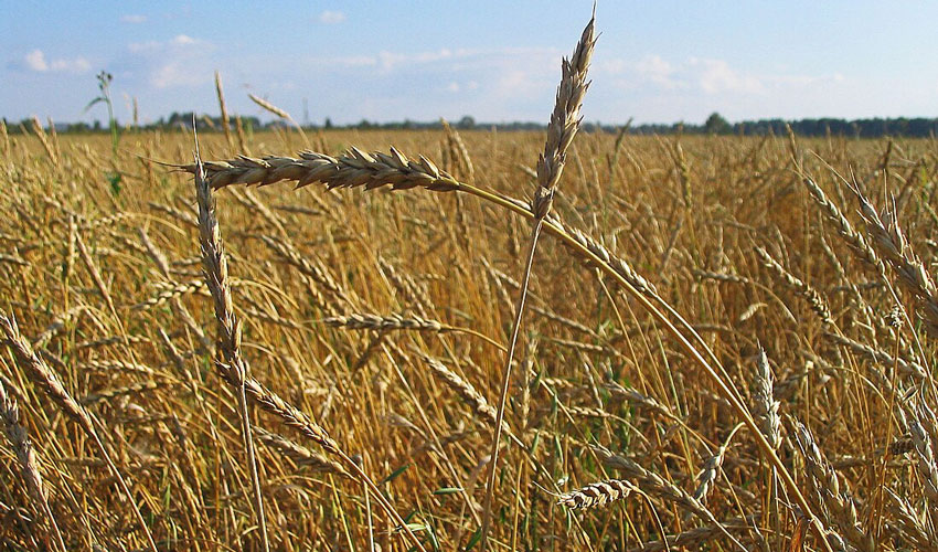 Фермеры требуют продлить лицензирование импорта из Украины