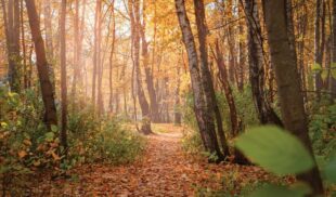 1598_09_walking-path-covered-with-fallen-leaves-colorful-autumn-forest Страна без лесов