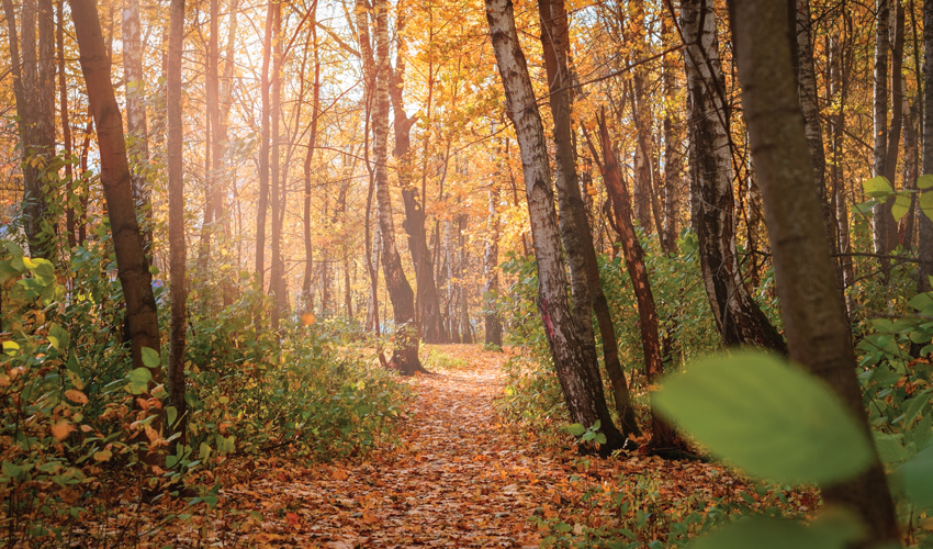 O țară fără păduri