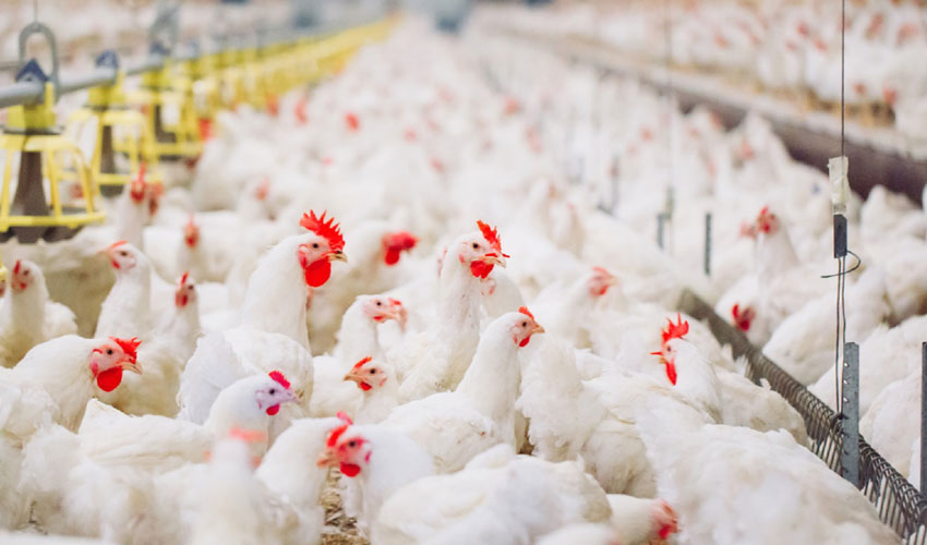 ANSA проводит расследование по пресечению использования опасного вещества птицефабриками