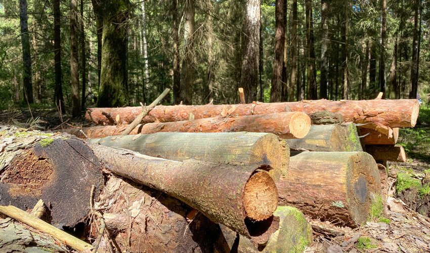 A five-year timber harvesting limit was approved