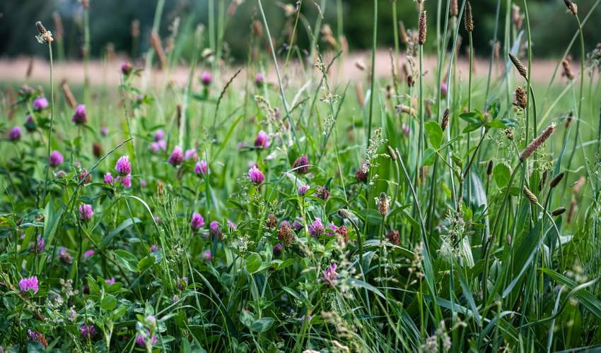 Proprietarii de terenuri agricole vor fi trași la răspundere pentru conservarea solului