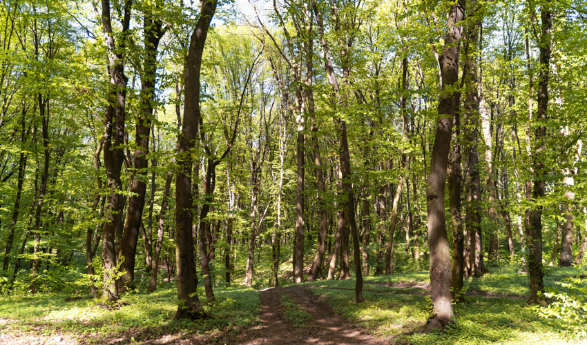 România va ajuta la inventarierea pădurilor moldovenești