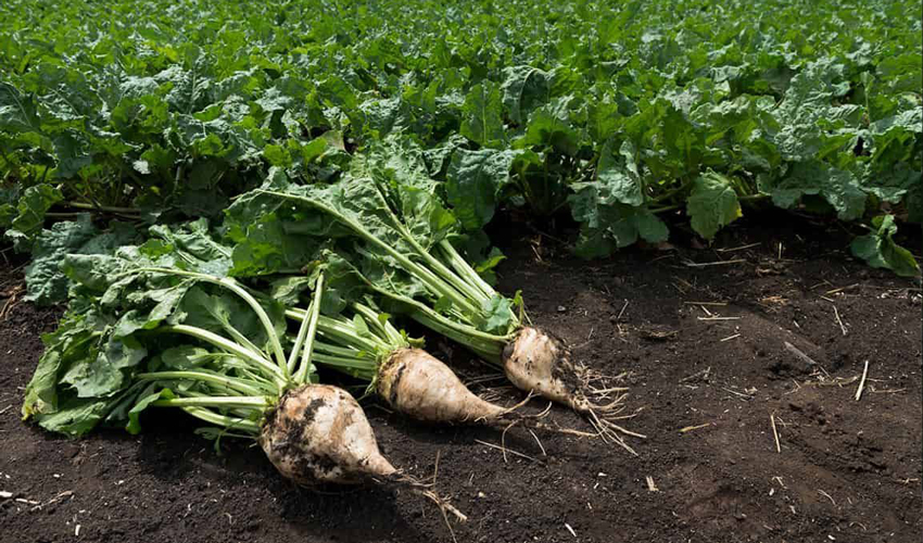 Complexul sfeclei și zahărului din Moldova: toți plătesc scump pentru o iluzie