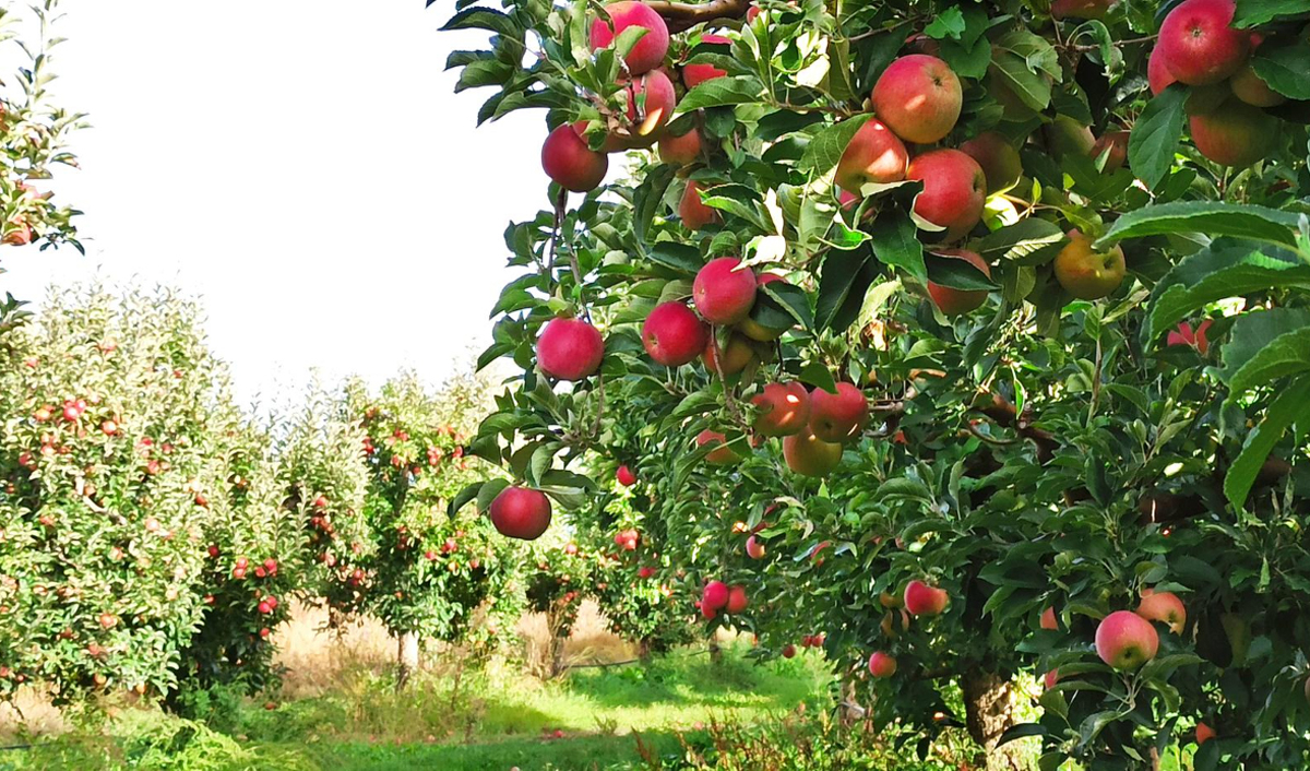 BBC launches promotional campaign for Moldovan agricultural products