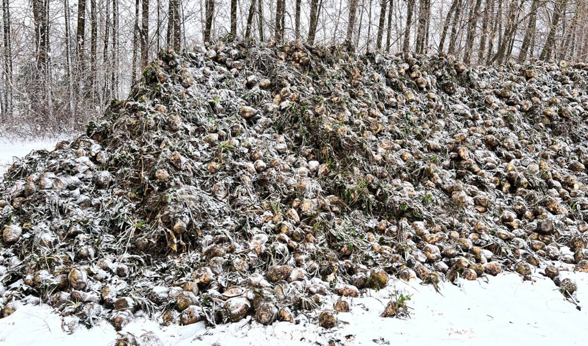 Agricultorii recoltează sfeclă de zahăr în condiții extreme