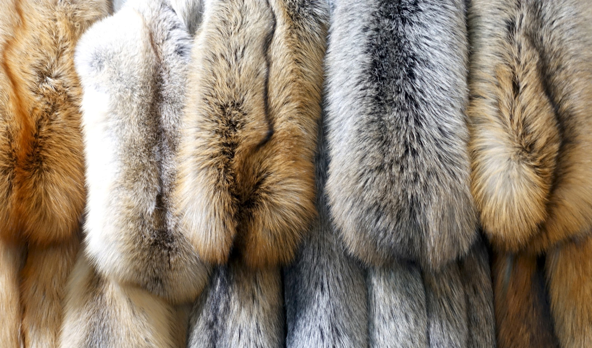 Использование меха кошек и собак станет незаконным