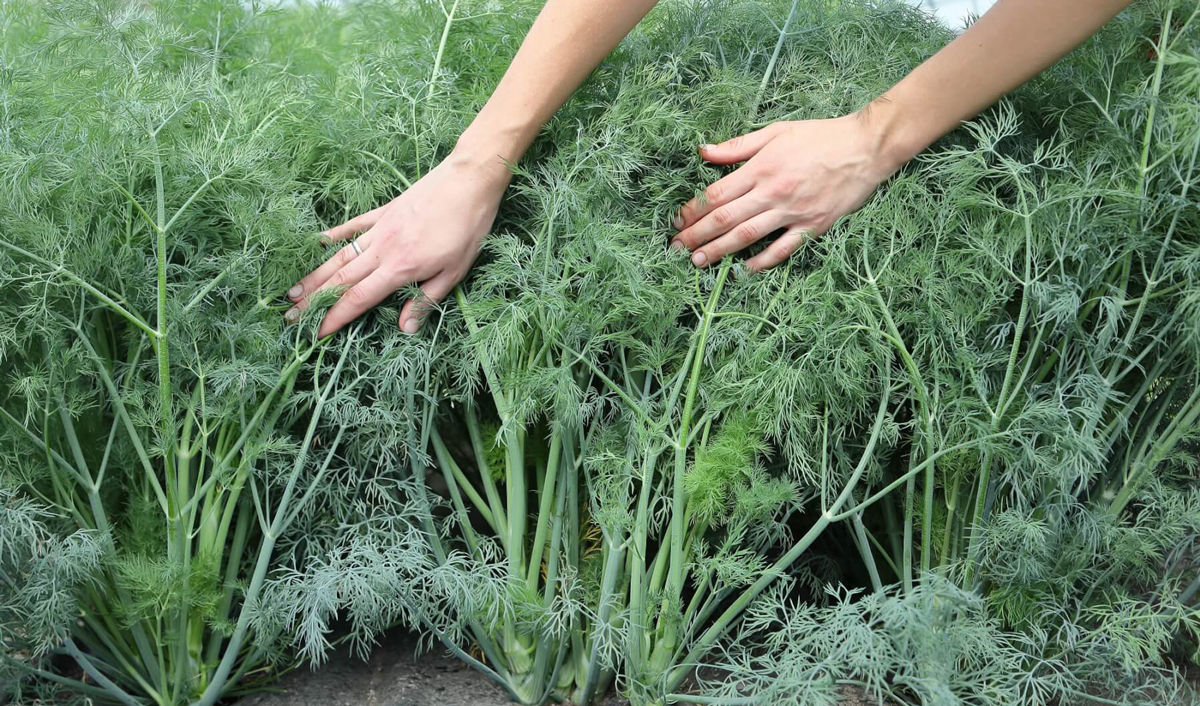 The incident with the contaminated dill has been repeated