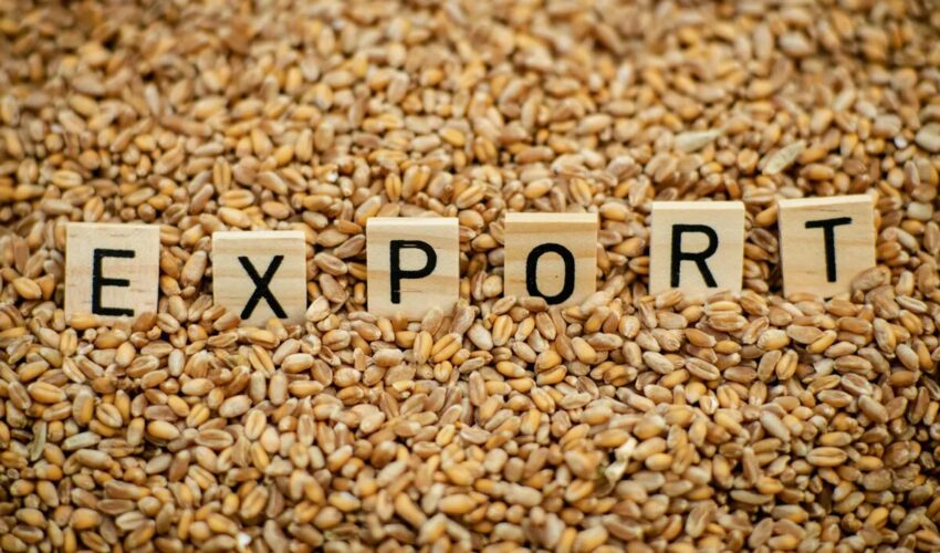 Prognoza USDA: chiar și stocurile mari de grâu ar putea să nu fie suficiente pentru piața mondială export de cereale