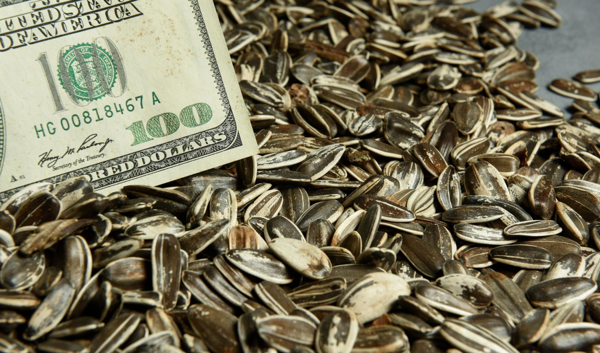 Sunflower prices have reached the ceiling level. What’s next?