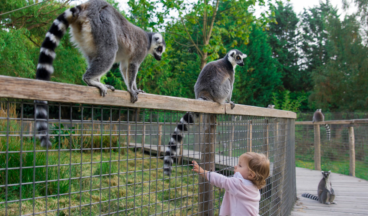 Noua lege va supune grădinile zoologice unor reglementări stricte