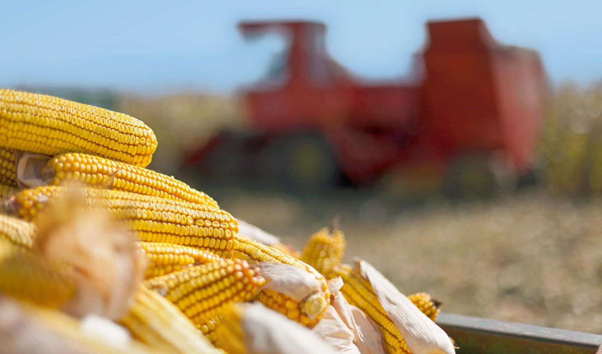 Moldova și Ucraina nu au recoltat încă întreaga cultură de porumb din 2025