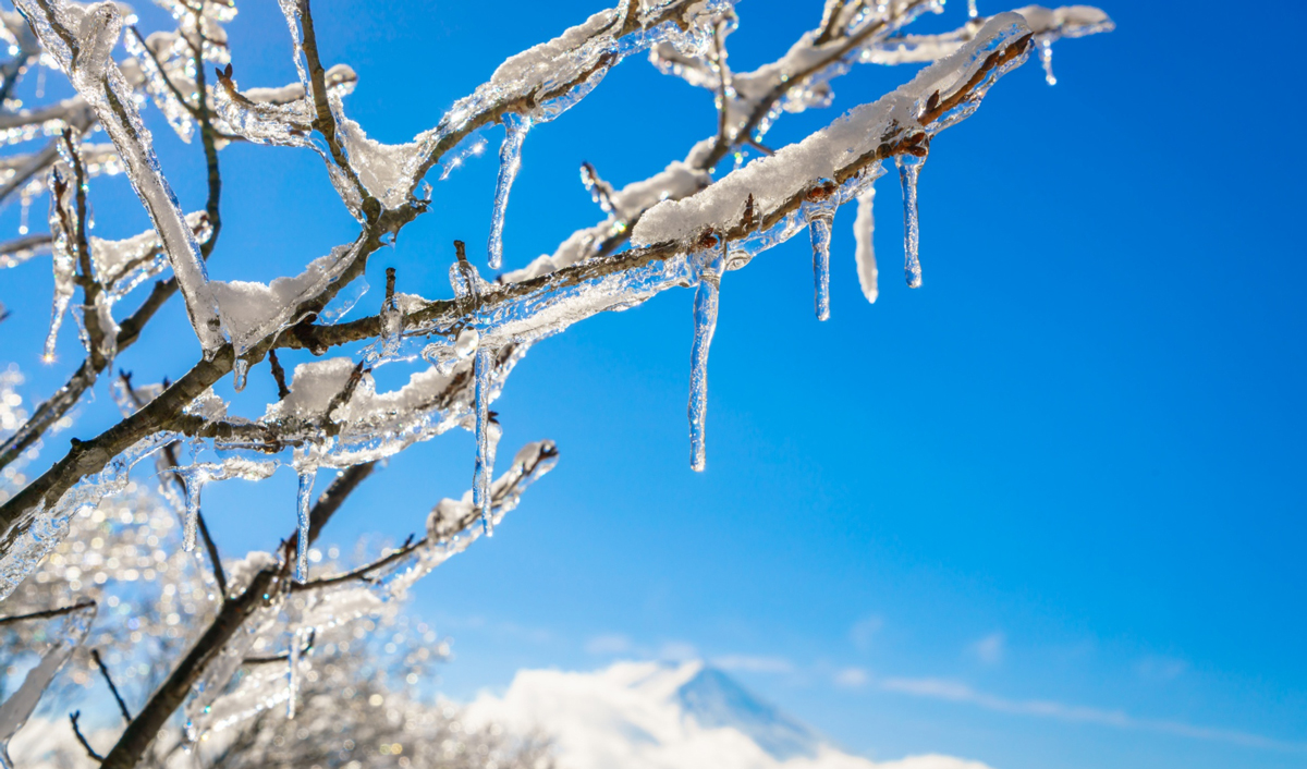 Февральские морозы нанесли ущерб садоводству Польши