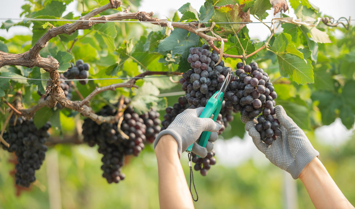 Ministerul Agriculturii va prelua controlul asupra contului de trezorerie al Biroului de Viticultură și Vinificație