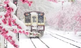 sakura