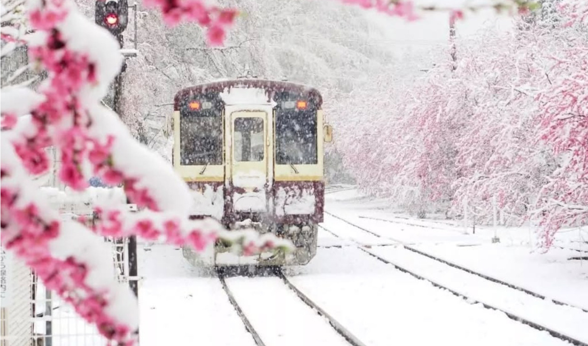 Февральская сказка: сакура цветет среди снегопада