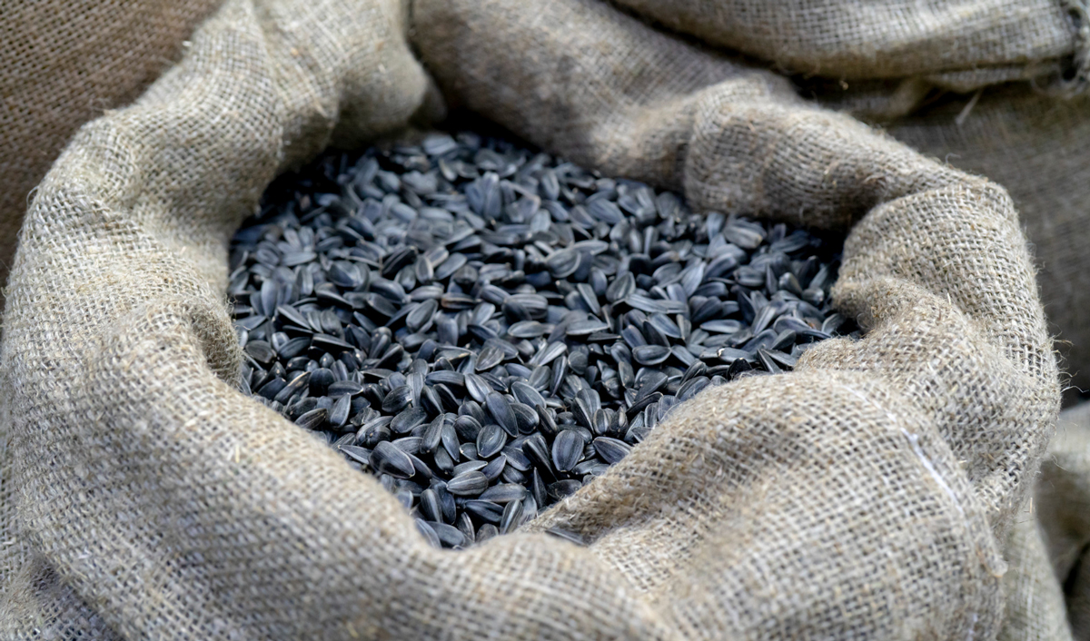 Аргентинский подсолнечник придавит масличный рынок Причерноморья