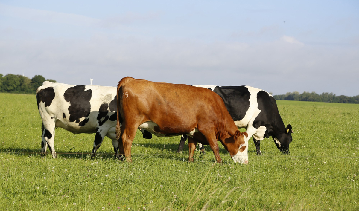 Ukrainian farmers asked the EU for 160 euros for each Ukrainian cow