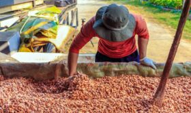 cocoa bean drying process