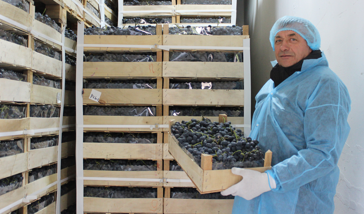 Nicolae Susan: Micii viticultori pot organiza, de asemenea, exporturi directe către UE