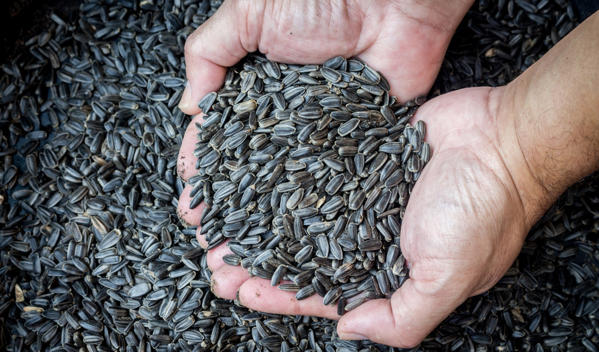 Floarea-soarelui argentiniană poate perturba echilibrul prețurilor în Moldova