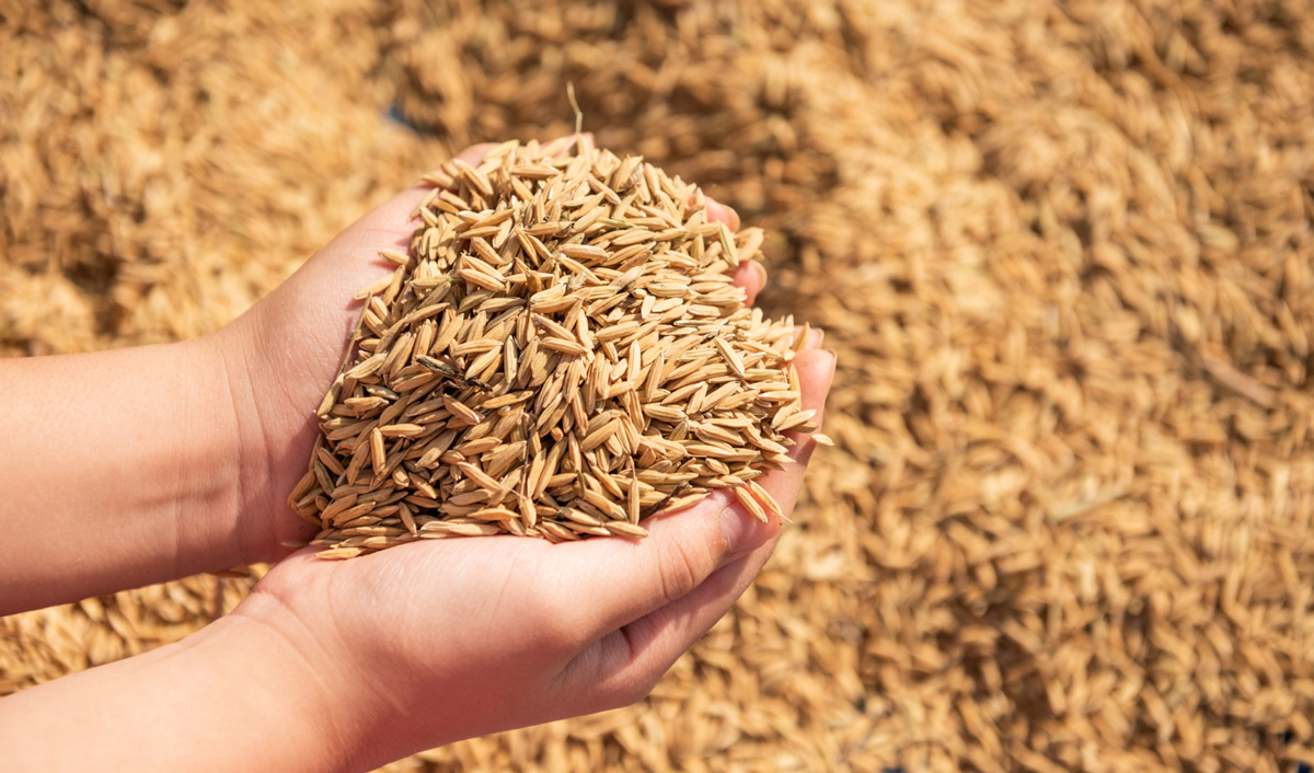 Moldovan grain exports in January – not high, but stable