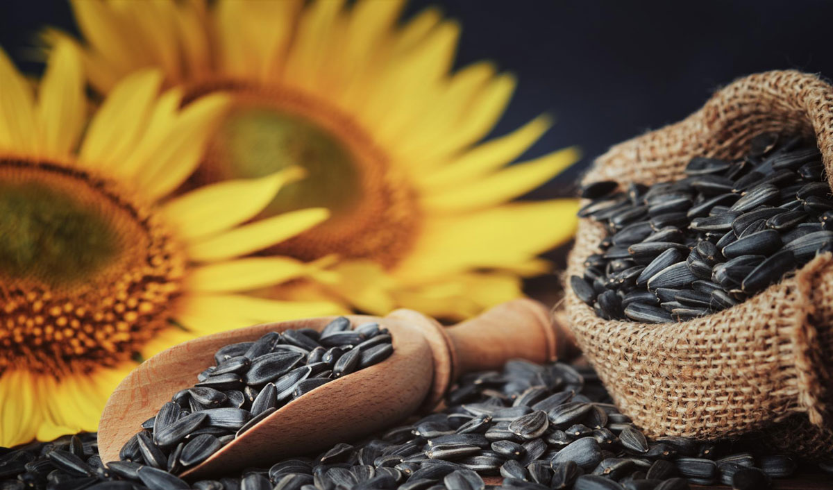 Argentine sunflower has been bought by Trans Oil Group