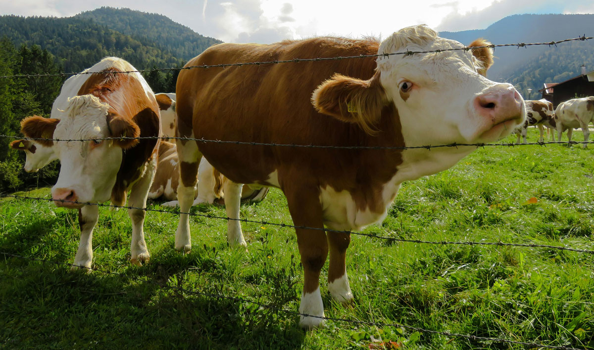 Kazahstanul intenționează aproape să dubleze producția de animale în cinci ani