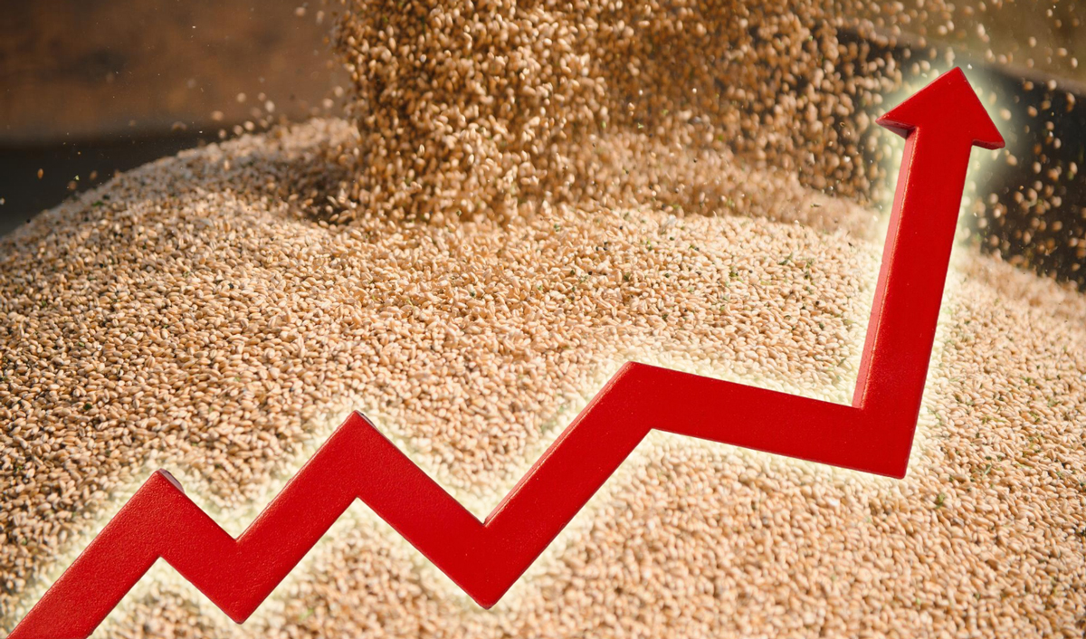 Рост мировых цены на зерно продолжится 