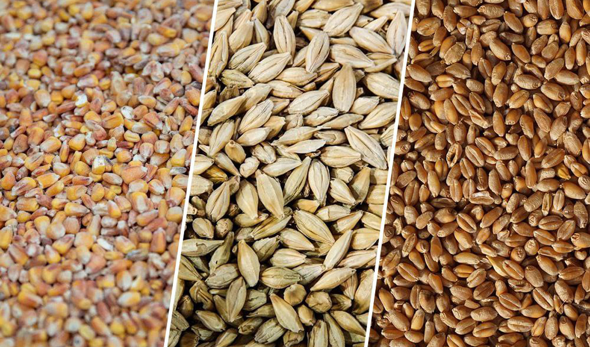 Prețurile cerealelor în Moldova au crescut, dar tendința nu este încă durabilă