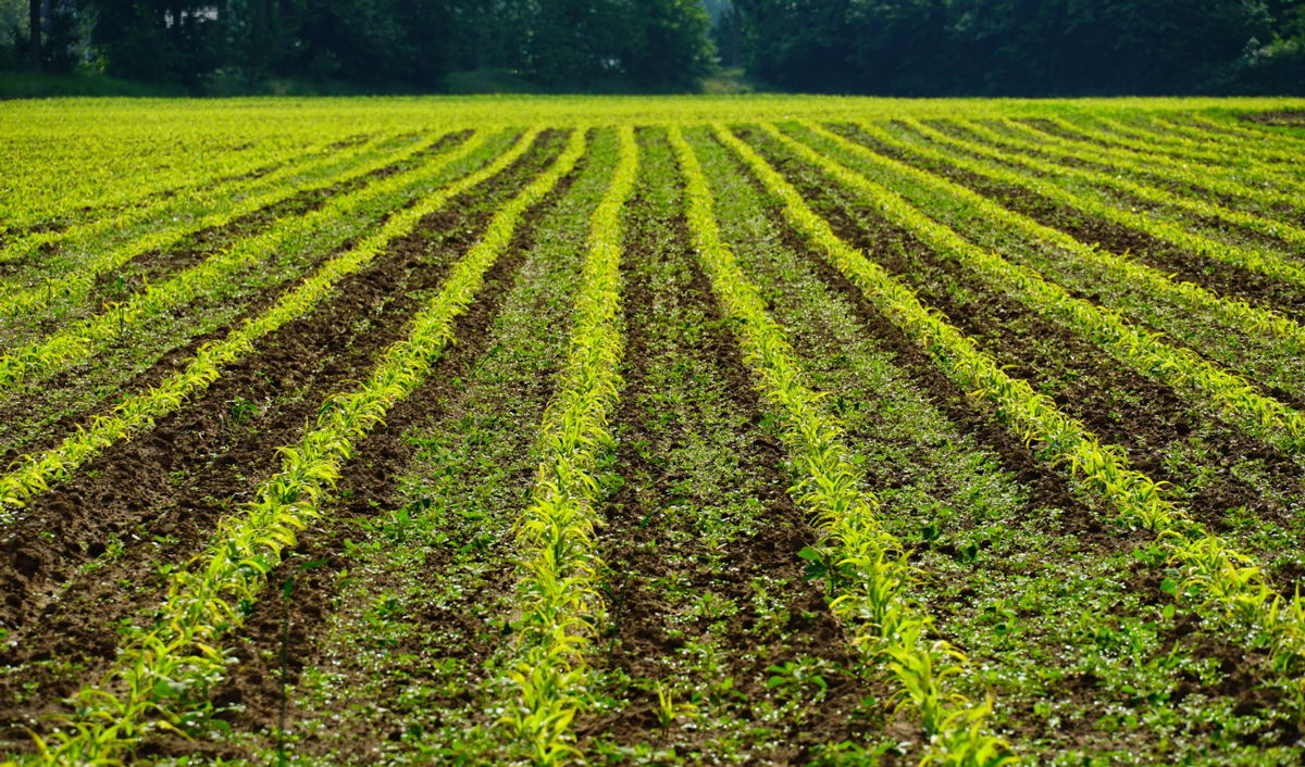 AIPA a aprobat o tranșă de subvenții în avans și pentru asigurarea riscurilor