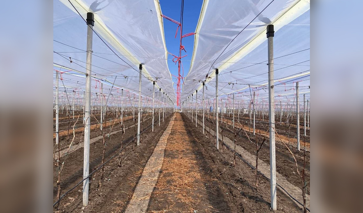 Виноградари в сезоне-2026 будут «работать на куст»