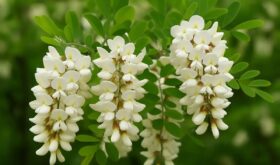 acacia acacia