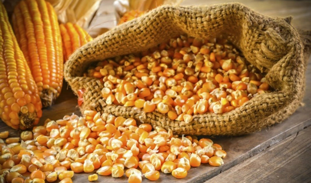 Прогноз IGC: возможен дисбаланс мирового рынка кукурузы