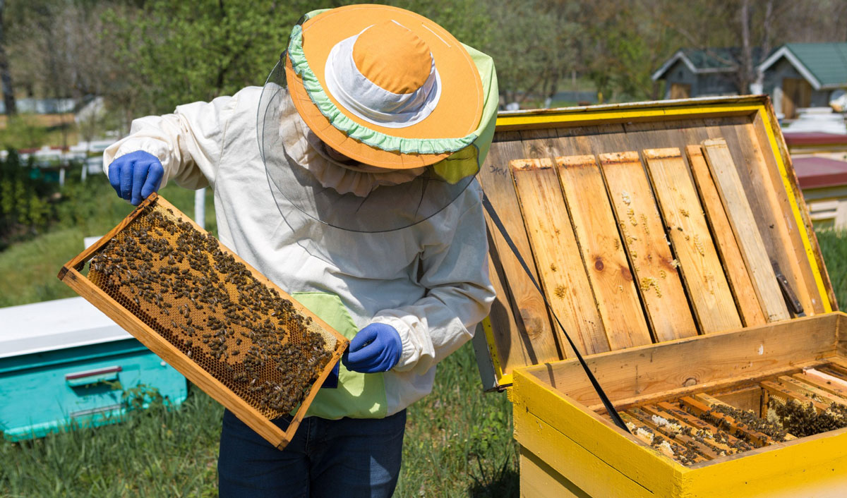 Moldovan beekeeping has old leaders and new problems