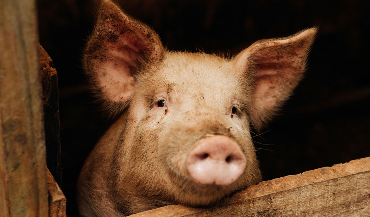 Свиноводы Молдовы ждут помощь государства