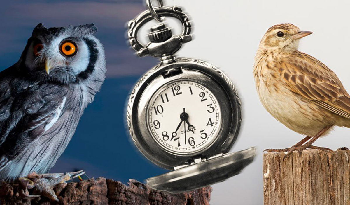 Bufniță sau ciocârlie: ce spune știința despre tiparele și eficiența somnului